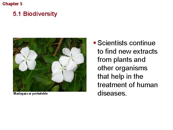 Chapter 5 Biodiversity and Conservation 5. 1 Biodiversity Madagascar periwinkle § Scientists continue to