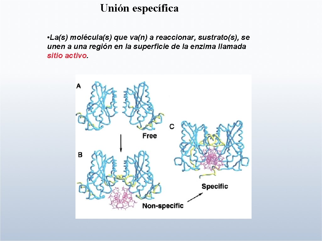 Unión específica • La(s) molécula(s) que va(n) a reaccionar, sustrato(s), se unen a una