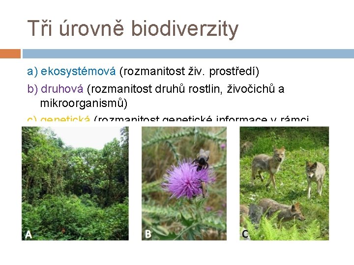Tři úrovně biodiverzity a) ekosystémová (rozmanitost živ. prostředí) b) druhová (rozmanitost druhů rostlin, živočichů