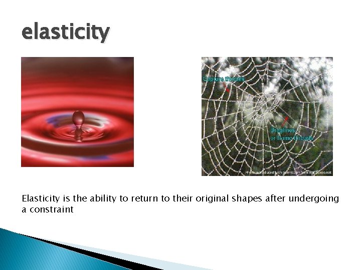 elasticity Elasticity is the ability to return to their original shapes after undergoing a