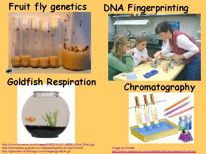 Fruit fly genetics Goldfish Respiration http: //www. foxnews. com/images/225221/0_61_060921_fruit_flies. jpg http: //inhissteps. gospelcom. net/peaches/circuit-riter