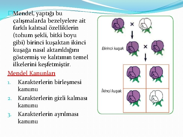 �Mendel, yaptığı bu çalışmalarda bezelyelere ait farklı kalıtsal özelliklerin (tohum şekli, bitki boyu gibi)