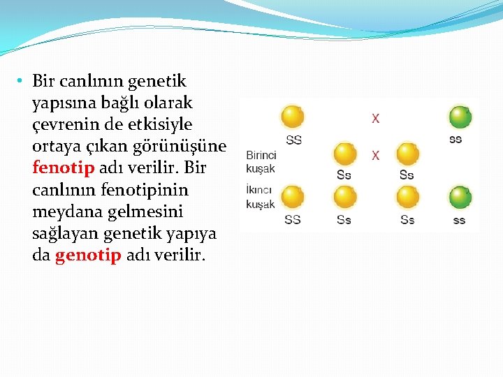  • Bir canlının genetik yapısına bağlı olarak çevrenin de etkisiyle ortaya çıkan görünüşüne