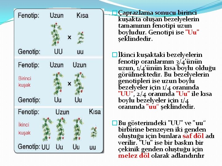 �Çaprazlama sonucu birinci kuşakta oluşan bezelyelerin tamamının fenotipi uzun boyludur. Genotipi ise "Uu" şeklindedir.