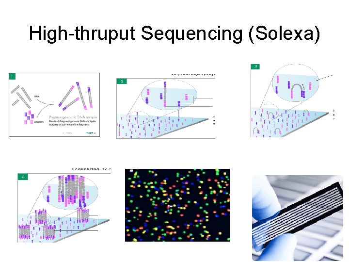 High-thruput Sequencing (Solexa) 