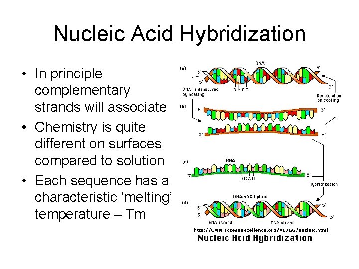 Nucleic Acid Hybridization • In principle complementary strands will associate • Chemistry is quite