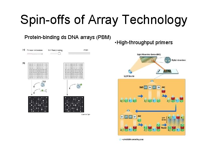 Spin-offs of Array Technology Protein-binding ds DNA arrays (PBM) • High-throughput primers 