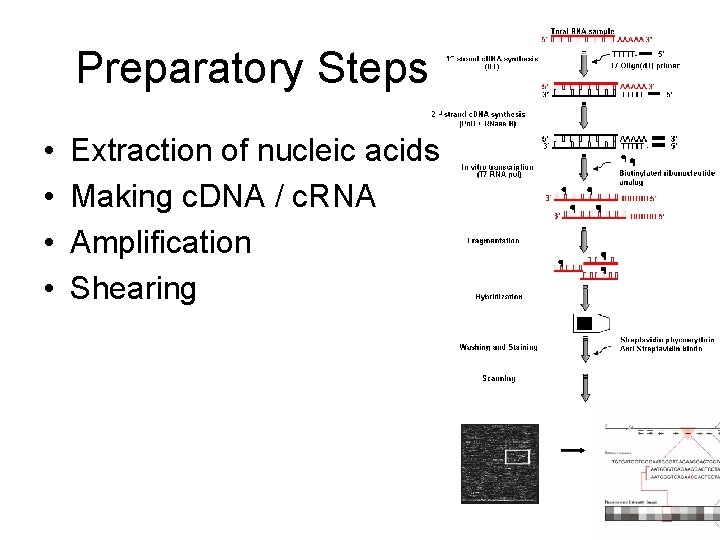 Preparatory Steps • • Extraction of nucleic acids Making c. DNA / c. RNA