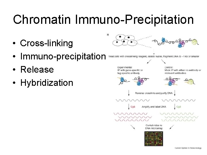 Chromatin Immuno-Precipitation • • Cross-linking Immuno-precipitation Release Hybridization 