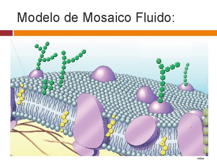 Modelo de Mosaico Fluido: video 