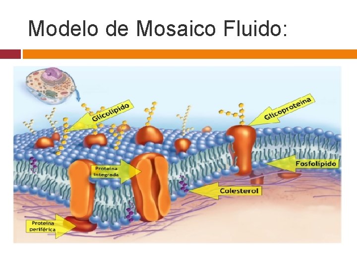 Modelo de Mosaico Fluido: video 