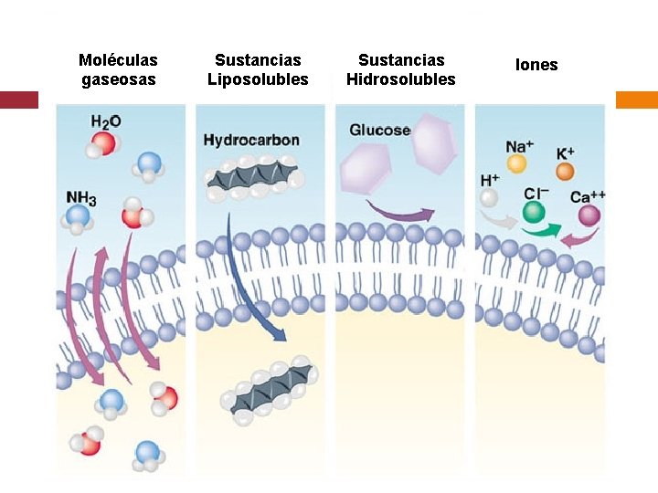 Moléculas gaseosas Sustancias Liposolubles Sustancias Hidrosolubles Iones 