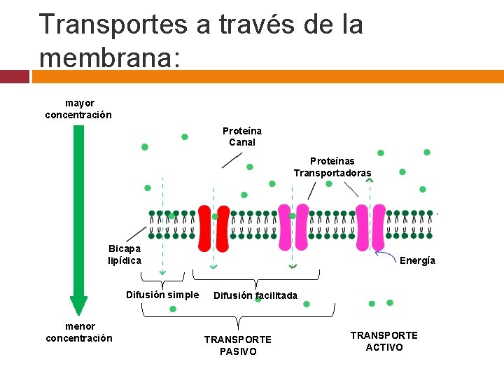 Transportes a través de la membrana: mayor concentración Proteína Canal Proteínas Transportadoras Bicapa lipídica