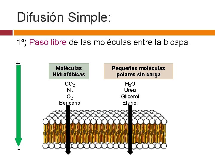 Difusión Simple: 1º) Paso libre de las moléculas entre la bicapa. + Moléculas Hidrofóbicas