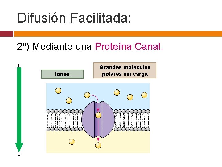 Difusión Facilitada: 2º) Mediante una Proteína Canal. + Iones - Grandes moléculas polares sin