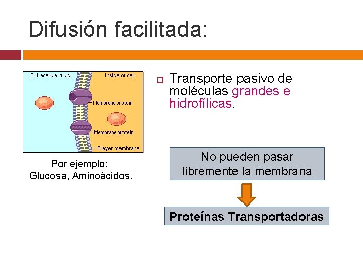 Difusión facilitada: Por ejemplo: Glucosa, Aminoácidos. Transporte pasivo de moléculas grandes e hidrofílicas. No