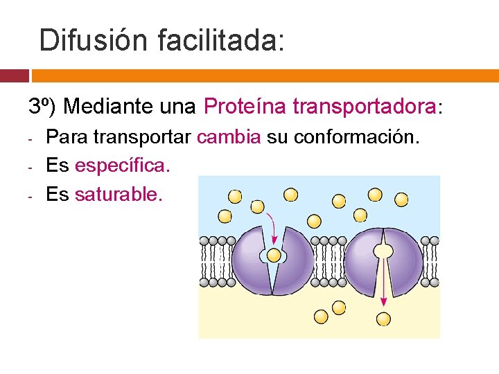 Difusión facilitada: 3º) Mediante una Proteína transportadora: - Para transportar cambia su conformación. Es