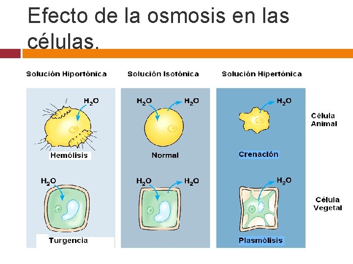 Efecto de la osmosis en las células. 
