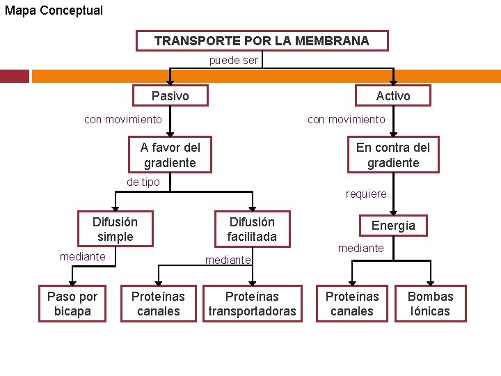 Mapa Conceptual TRANSPORTE POR LA MEMBRANA puede ser Pasivo Activo con movimiento A favor