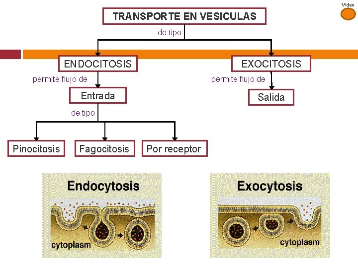 Video TRANSPORTE EN VESICULAS de tipo ENDOCITOSIS EXOCITOSIS permite flujo de Entrada Salida de