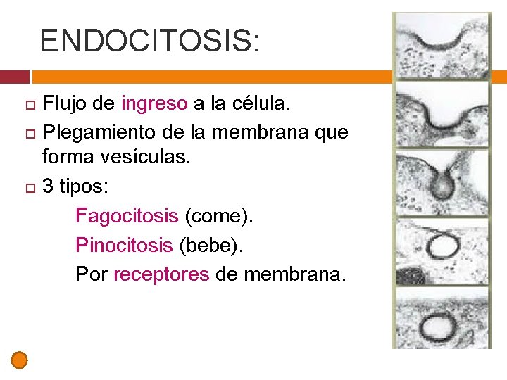 ENDOCITOSIS: Flujo de ingreso a la célula. Plegamiento de la membrana que forma vesículas.