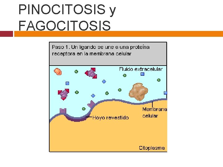PINOCITOSIS y FAGOCITOSIS 