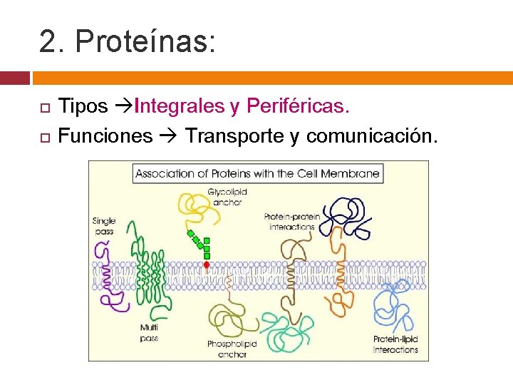 2. Proteínas: Tipos Integrales y Periféricas. Funciones Transporte y comunicación. 