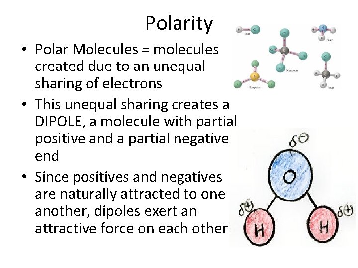 Polarity • Polar Molecules = molecules created due to an unequal sharing of electrons