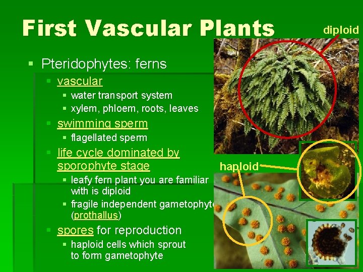 First Vascular Plants § Pteridophytes: ferns § vascular § water transport system § xylem,