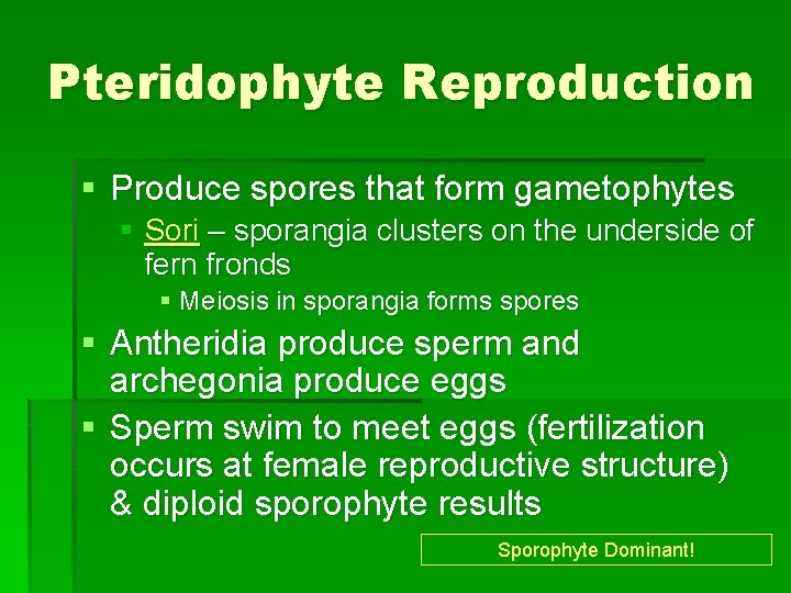 Pteridophyte Reproduction § Produce spores that form gametophytes § Sori – sporangia clusters on