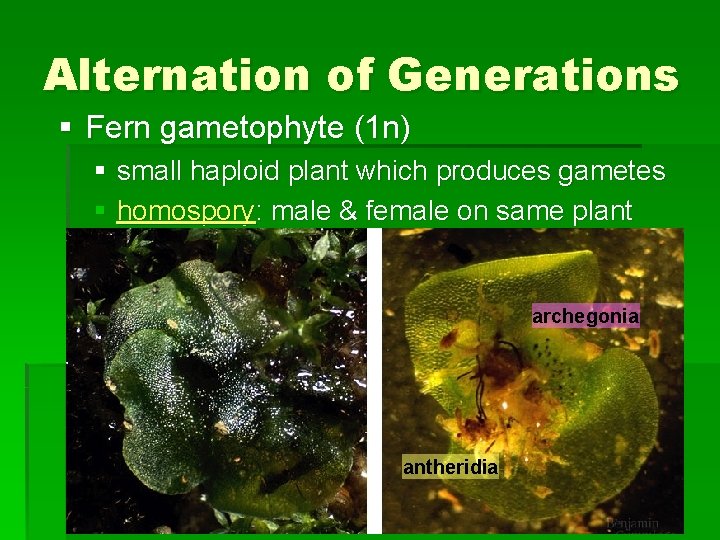 Alternation of Generations § Fern gametophyte (1 n) § small haploid plant which produces