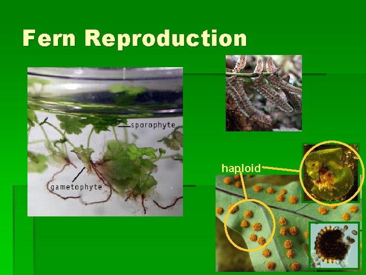 Fern Reproduction haploid 