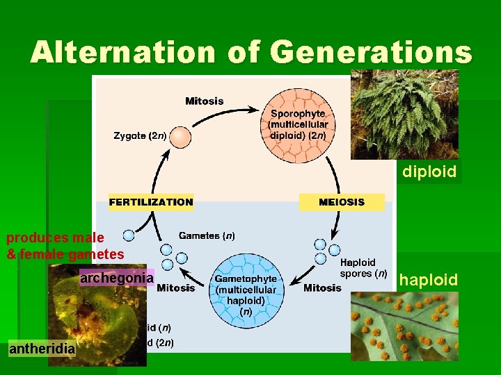 Alternation of Generations diploid produces male & female gametes archegonia antheridia haploid 