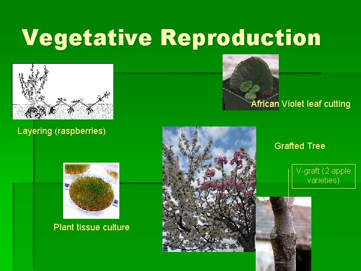 Vegetative Reproduction African Violet leaf cutting Layering (raspberries) Grafted Tree V-graft (2 apple varieties)