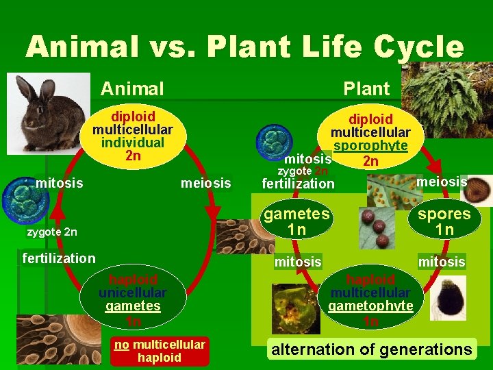 Animal vs. Plant Life Cycle Animal Plant diploid multicellular individual 2 n mitosis diploid