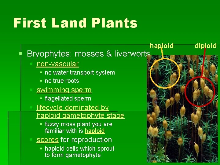 First Land Plants haploid § Bryophytes: mosses & liverworts § non-vascular § no water