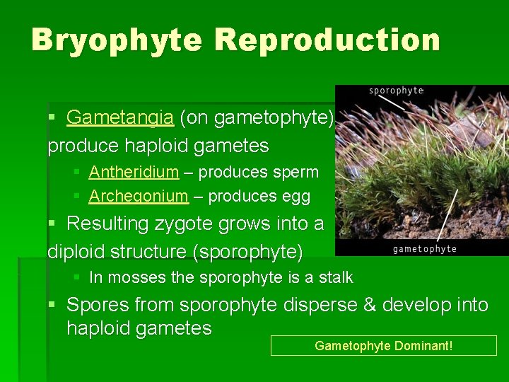 Bryophyte Reproduction § Gametangia (on gametophyte) produce haploid gametes § Antheridium – produces sperm