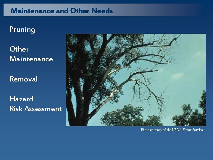 Maintenance and Other Needs Pruning Other Maintenance Removal Hazard Risk Assessment Photo courtesy of