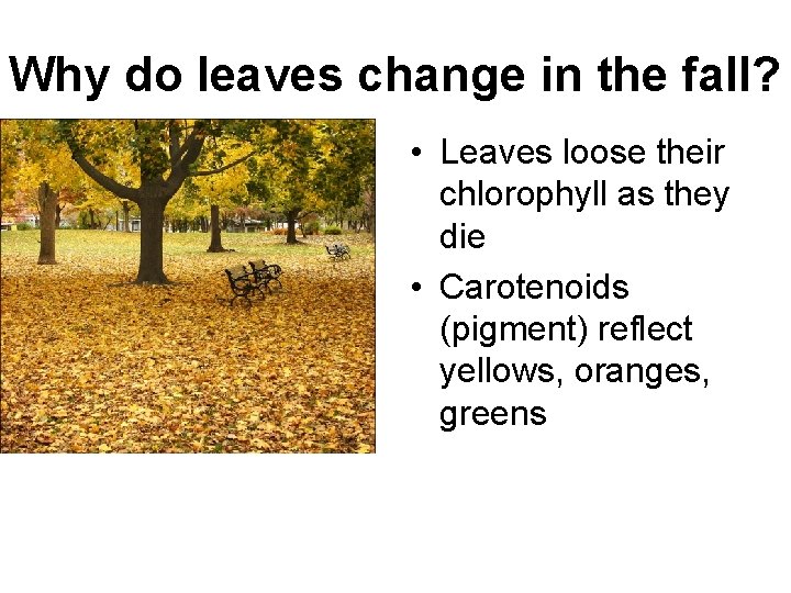 Why do leaves change in the fall? • Leaves loose their chlorophyll as they
