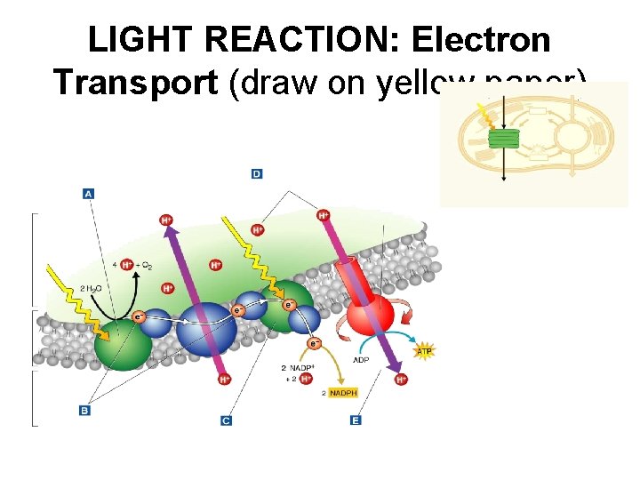 LIGHT REACTION: Electron Transport (draw on yellow paper) 