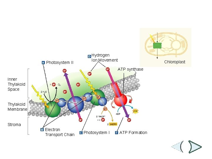 Figure 8 -10 Light-Dependent Reactions Section 8 -3 Photosystem II Hydrogen Ion Movement Chloroplast