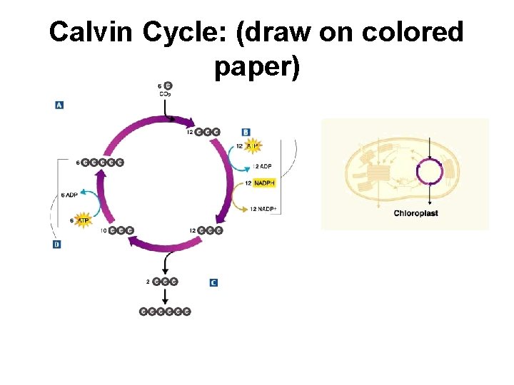 Calvin Cycle: (draw on colored paper) 