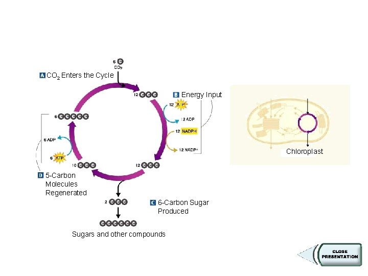 Figure 8 -11 Calvin Cycle Section 8 -3 CO 2 Enters the Cycle Energy