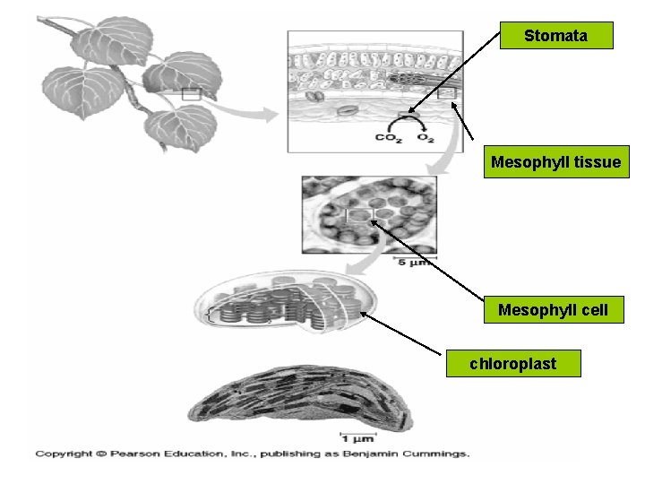 Stomata Mesophyll tissue Mesophyll cell chloroplast 