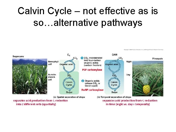 Calvin Cycle – not effective as is so…alternative pathways 