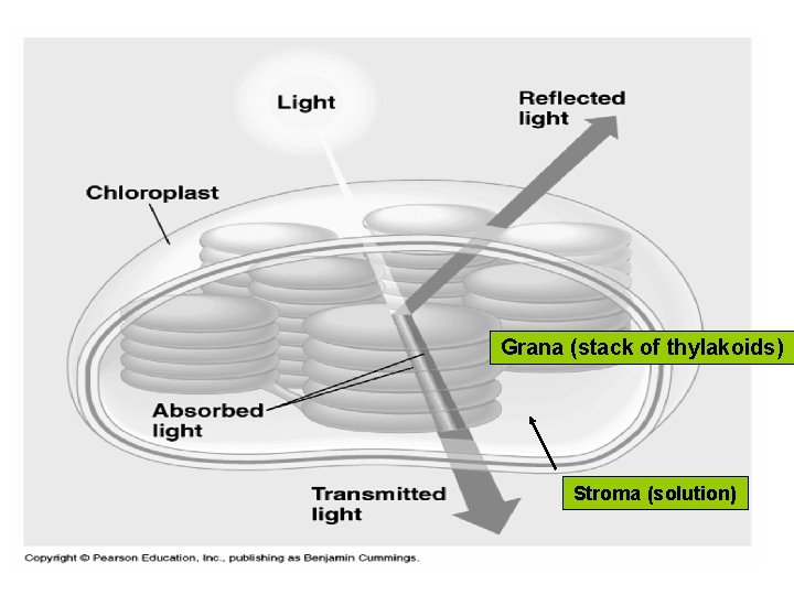 Grana (stack of thylakoids) Stroma (solution) 