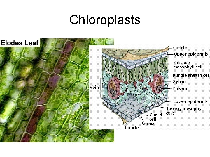 Chloroplasts 