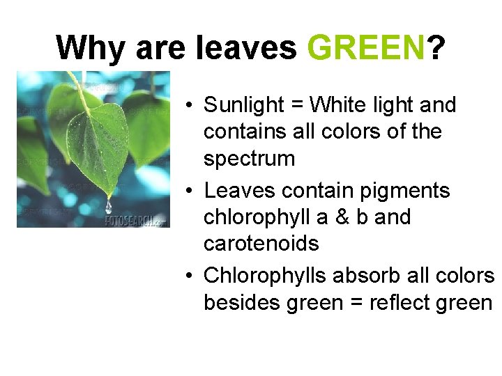 Why are leaves GREEN? • Sunlight = White light and contains all colors of