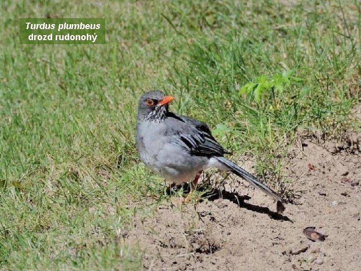 Turdus plumbeus drozd rudonohý 