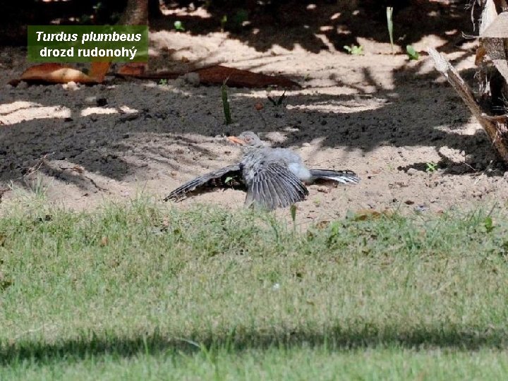 Turdus plumbeus drozd rudonohý 